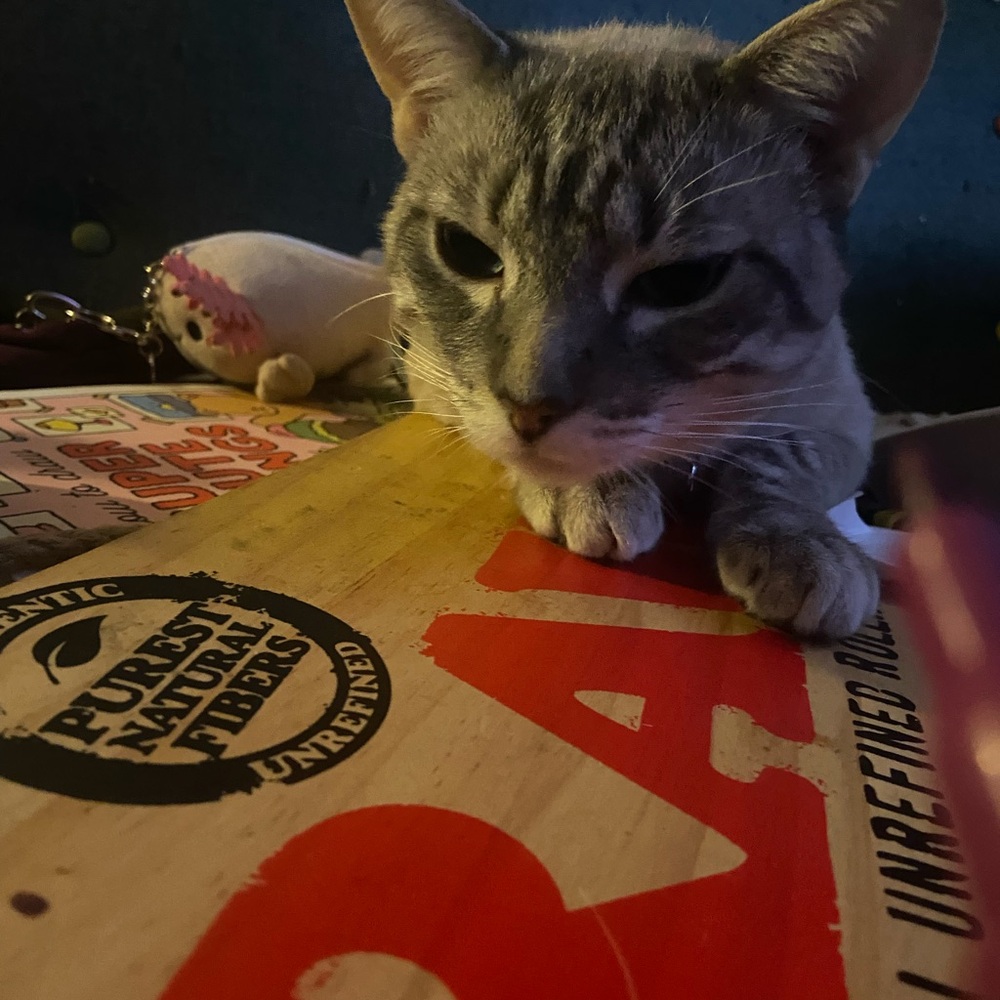 Meet your Posher, Bailie